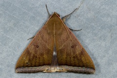 Artena dotata