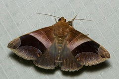 Bastilla acuta