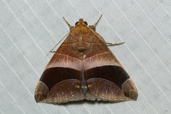Bastilla acuta