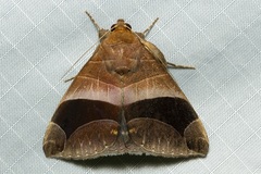 Bastilla acuta