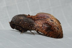Batracharta cossoides
