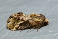 Batracharta