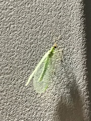 Chrysopa oculata