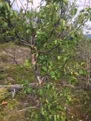 Betula neoalaskana