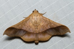 Chilkasa falcata