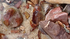 Cyclograpsus granulosus