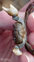 Cyclograpsus granulosus