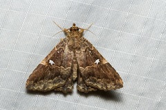 Vestura minereusalis