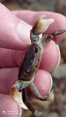 Cyclograpsus granulosus