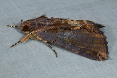 Ercheia cyllaria