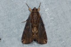 Ercheia cyllaria