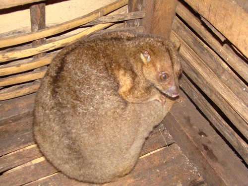New Britain Cuscus (Phalanger breviceps) — Data Deficient Mammalia