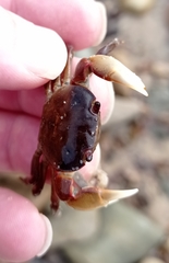 Cyclograpsus granulosus