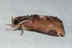 Ercheia cyllaria