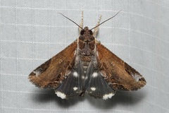 Ercheia cyllaria