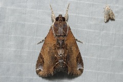 Ercheia cyllaria