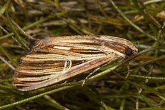 Ercheia multilinea