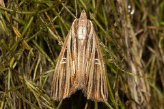 Ercheia multilinea