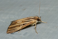 Ercheia multilinea