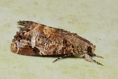 Ercheia pulchrivenula