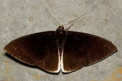 Lygniodes schoenbergi