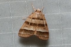 Flammona quadrifasciata