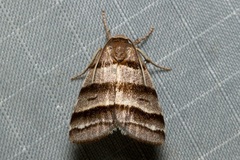 Flammona quadrifasciata