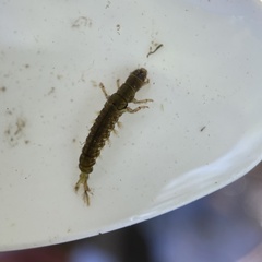 Hydropsyche californica