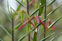 Dendrobium verruciferum