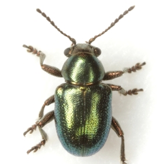 Graphops simplex