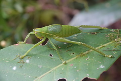 Pseudophyllanax imperialis
