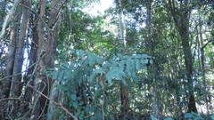 Cupaniopsis newmanii