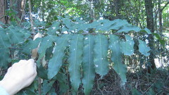 Cupaniopsis newmanii