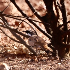 Cinclosoma marginatum