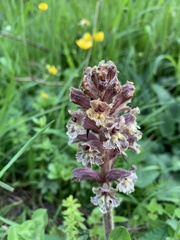 Orobanche owerinii