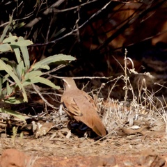 Cinclosoma marginatum