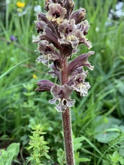 Orobanche owerinii