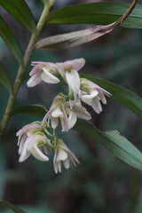 Dendrobium polycladium