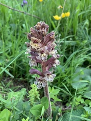 Orobanche owerinii