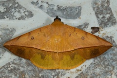 Hamodes pendleburyi