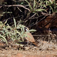 Cinclosoma marginatum