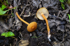 Rhodophana nitellina