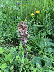 Orobanche owerinii