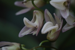 Dendrobium polycladium