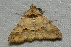 Bertula picta