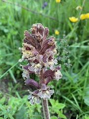 Orobanche owerinii