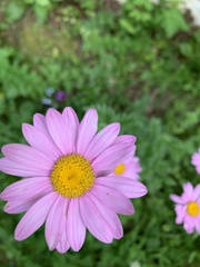 Tanacetum coccineum