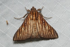 Hepsidera lignea