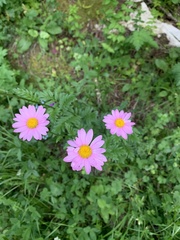 Tanacetum coccineum