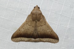 Simplicia griseolimbalis